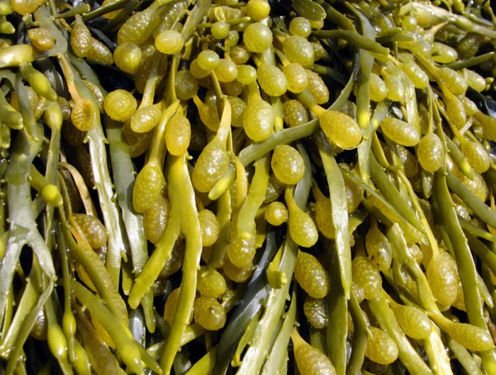 Braunalge (Ascophyllum nodosum)