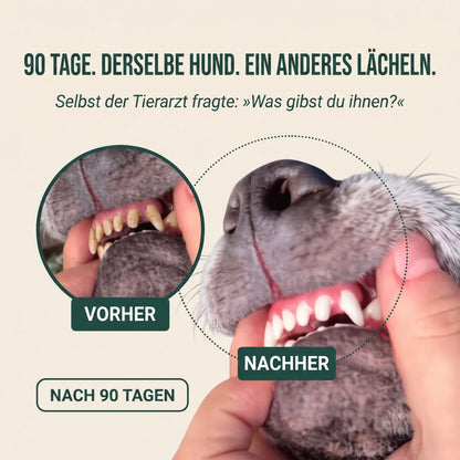 Vitarro® Dentalspray für Hunde